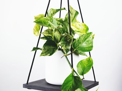 多特蒙德南看台黄色海洋 - 成千上万球迷高举围巾营造震撼主场氛围